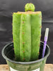 #EC157 EXACT Trichocereus Pachanoi "Awful" Cactus  Plant Various Sizes