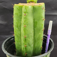 #EC157 EXACT Trichocereus Pachanoi "Awful" Cactus  Plant Various Sizes