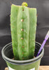 #EC157 EXACT Trichocereus Pachanoi "Awful" Cactus  Plant Various Sizes