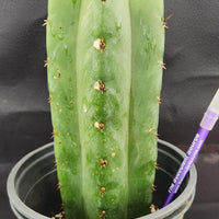 #EC157 EXACT Trichocereus Pachanoi "Awful" Cactus  Plant Various Sizes