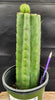 #EC157 EXACT Trichocereus Pachanoi "Awful" Cactus  Plant Various Sizes