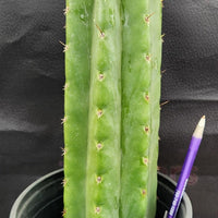 #EC157 EXACT Trichocereus Pachanoi "Awful" Cactus  Plant Various Sizes