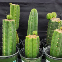 #EC157 EXACT Trichocereus Pachanoi "Awful" Cactus  Plant Various Sizes