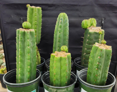 #EC157 EXACT Trichocereus Pachanoi 