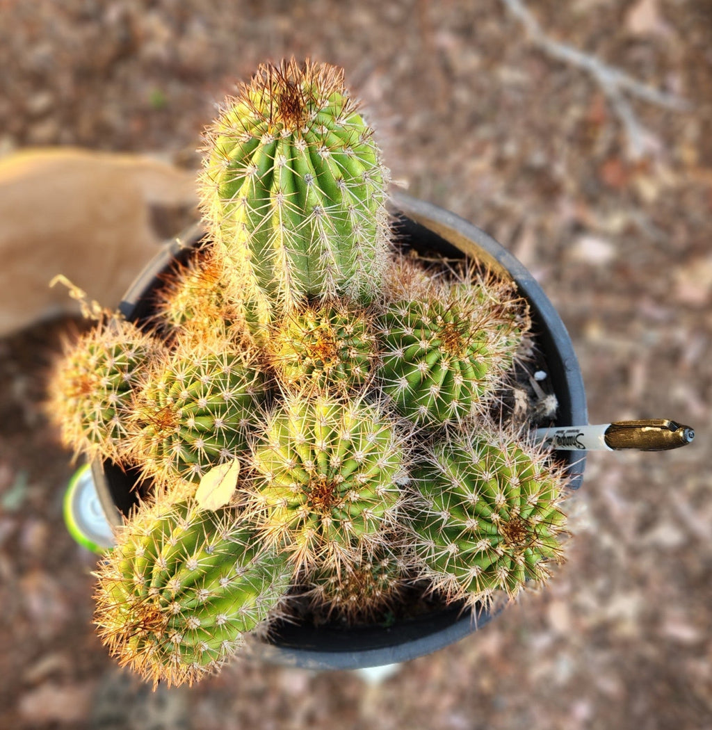 #EC16 EXACT Trichocereus Hybrid Grandiflorus Cactus Plant