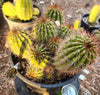 #EC16 EXACT Trichocereus Hybrid Grandiflorus Cactus Plant