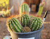 #EC16 EXACT Trichocereus Hybrid Grandiflorus Cactus Plant