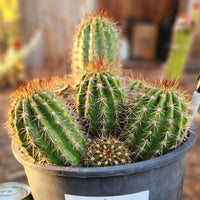 #EC16 EXACT Trichocereus Hybrid Grandiflorus Cactus Plant