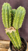 #EC160 EXACT Trichocereus Pachanoi "PC" Cactus 19"