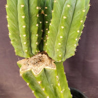 #EC160 EXACT Trichocereus Pachanoi "PC" Cactus 19"