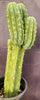 #EC160 EXACT Trichocereus Pachanoi "PC" Cactus 19"