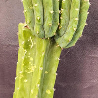 #EC160 EXACT Trichocereus Pachanoi "PC" Cactus 19"