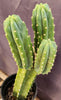 #EC160 EXACT Trichocereus Pachanoi "PC" Cactus 19"