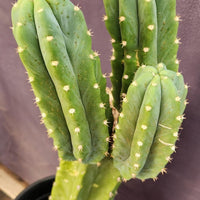 #EC160 EXACT Trichocereus Pachanoi "PC" Cactus 19"