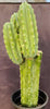 #EC160 EXACT Trichocereus Pachanoi "PC" Cactus 19"