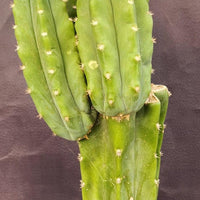 #EC160 EXACT Trichocereus Pachanoi "PC" Cactus 19"