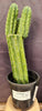 #EC160 EXACT Trichocereus Pachanoi "PC" Cactus 19"