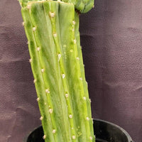 #EC160 EXACT Trichocereus Pachanoi "PC" Cactus 19"