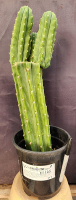 #EC160 EXACT Trichocereus Pachanoi 