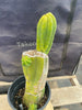 #EC161 EXACT Trichocereus 15.5" Pachanoi Cactus Plant