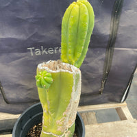 #EC161 EXACT Trichocereus 15.5" Pachanoi Cactus Plant