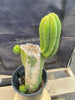 #EC161 EXACT Trichocereus 15.5" Pachanoi Cactus Plant