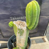 #EC161 EXACT Trichocereus 15.5" Pachanoi Cactus Plant