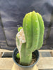 #EC161 EXACT Trichocereus 15.5" Pachanoi Cactus Plant