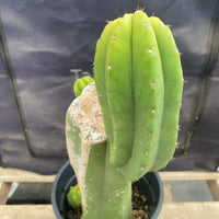 #EC161 EXACT Trichocereus 15.5" Pachanoi Cactus Plant