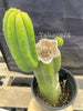 #EC161 EXACT Trichocereus 15.5" Pachanoi Cactus Plant