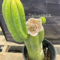 #EC161 EXACT Trichocereus 15.5" Pachanoi Cactus Plant