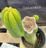 #EC161 EXACT Trichocereus 15.5" Pachanoi Cactus Plant