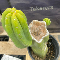 #EC161 EXACT Trichocereus 15.5" Pachanoi Cactus Plant