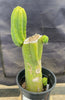 #EC161 EXACT Trichocereus 15.5" Pachanoi Cactus Plant