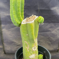 #EC161 EXACT Trichocereus 15.5" Pachanoi Cactus Plant