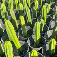 #EC163 EXACT Trichocereus Hybrid Potted Cactus Plant Value Packs