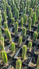 #EC163 EXACT Trichocereus Hybrid Potted Cactus Plant Value Packs