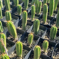 #EC163 EXACT Trichocereus Hybrid Potted Cactus Plant Value Packs