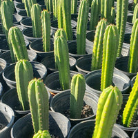 #EC163 EXACT Trichocereus Hybrid Potted Cactus Plant Value Packs