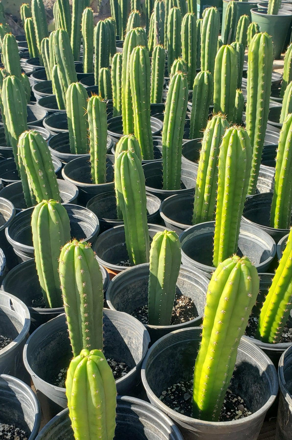 #EC163 EXACT Trichocereus Hybrid Potted Cactus Plant Value Packs