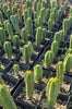 #EC163 EXACT Trichocereus Hybrid Potted Cactus Plant Value Packs