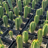 #EC163 EXACT Trichocereus Hybrid Potted Cactus Plant Value Packs