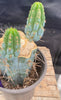 #EC164 EXACT Trichocereus Ornamental Cactus 8"