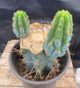 #EC164 EXACT Trichocereus Ornamental Cactus 8"