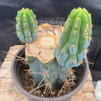 #EC164 EXACT Trichocereus Ornamental Cactus 8"