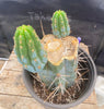 #EC164 EXACT Trichocereus Ornamental Cactus 8"