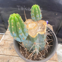 #EC164 EXACT Trichocereus Ornamental Cactus 8"