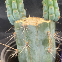 #EC164 EXACT Trichocereus Ornamental Cactus 8"