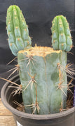 #EC164 EXACT Trichocereus Ornamental Cactus 8"