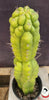 #EC165 EXACT Trichocereus Pachanoi Monstrose Ornamental Cactus Plant 19”